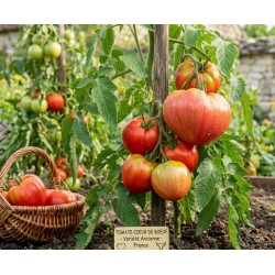 Acheter Tomate Coeur de boeuf en pot – Plante à cultiver