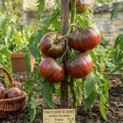 Acheter Tomate Noire de Crimée en pot – Plante à cultiver