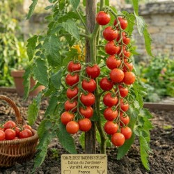 Acheter Tomate Cerise 'Gardener's Delight' en pot – Plante à cultiver