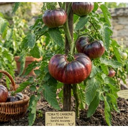 Acheter Carbon noire Beefsteak en pot – Plante à cultiver