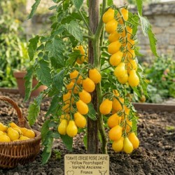 Acheter Tomate Cerise Poire Jaune (Yellow Pearshaped) en pot – Plante à cultiver