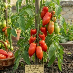 Acheter Tomate Andine Cornue en pot – Plante à cultiver