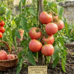 Acheter Tomate Rose de Berne en pot – Plante à cultiver