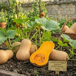 Acheter Courge Butternut en pot – Plante à cultiver