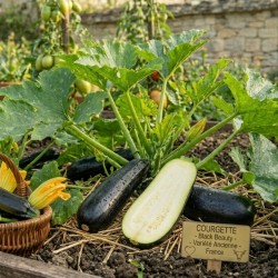 Acheter Courgette Black Beauty en pot – Plante à cultiver