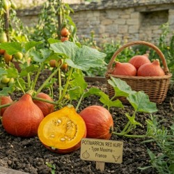 Acheter Potimarron Red Kuri en pot – Plante à cultiver