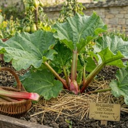 Acheter Rhubarbe Victoria en pot – Plante à cultiver