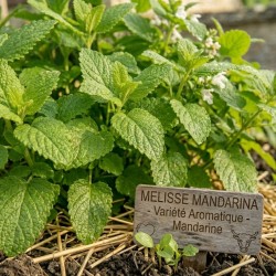 Achetez Mélisse officinale mandarine en godet - Plante aromatique à cultiver
