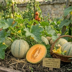 Acheter Melon Vieille France en pot – Plante à cultiver