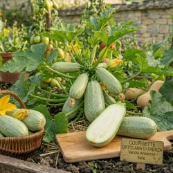 Acheter Courgette Ortolana Di Faenza en pot – Plante à cultiver