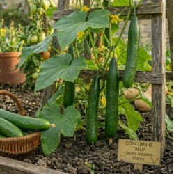 Acheter Concombre Tanja en pot – Plante à cultiver