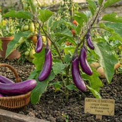 Acheter Aubergine Barbentane en pot – Plante à cultiver