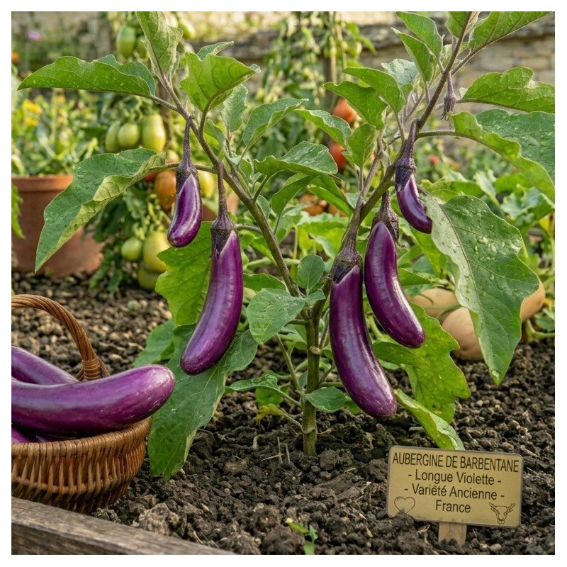 Acheter Aubergine Barbentane en pot – Plante à cultiver
