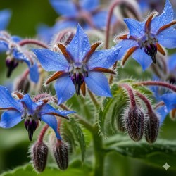 Bourrache Officinale Bleues 1 litre