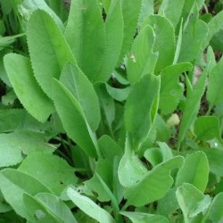 Menthe coq - Tanacetum balsamita