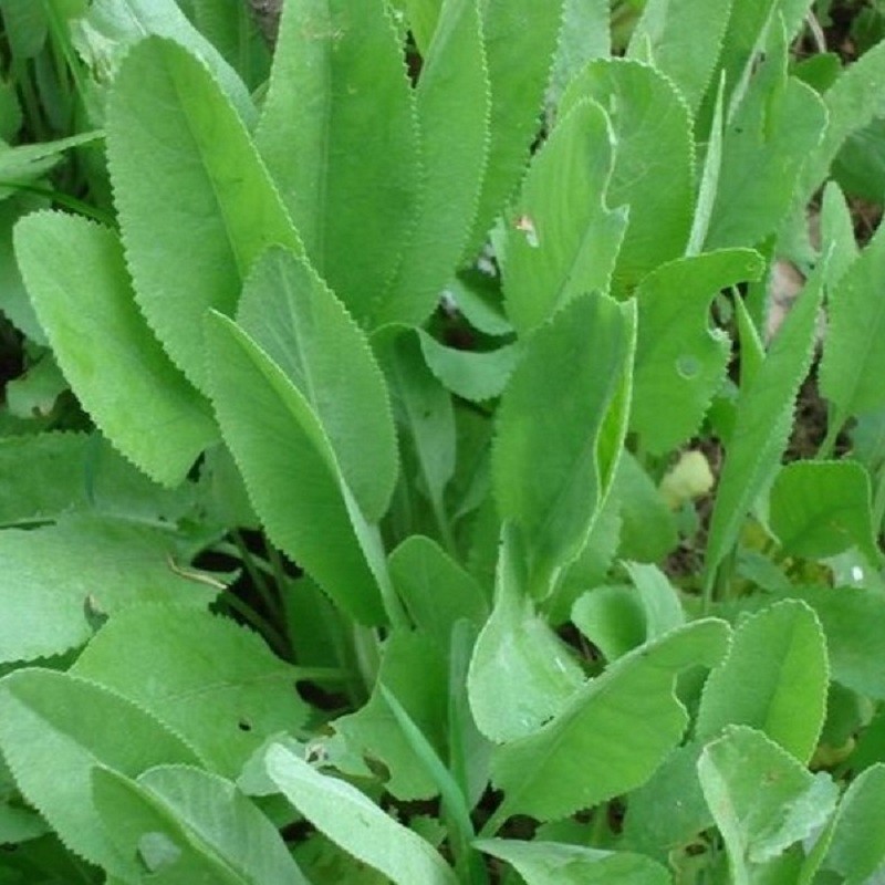 Menthe coq - Tanacetum balsamita
