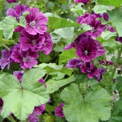 Acheter Mauve de Mauritanie en godet – Plante aromatique parfumée