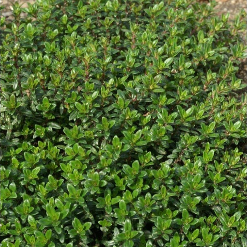 Thym Luisant - Thymus Nitens