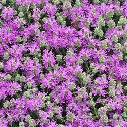 thym de crête en godet plante aromatique