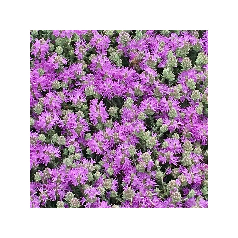 thym de crête en godet plante aromatique