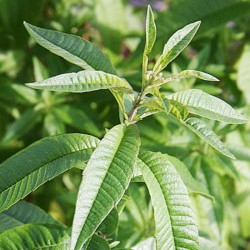 Acheter Verveine Citron en pot – Plante aromatique à cultiver
