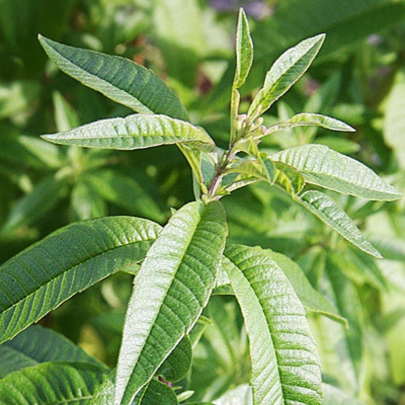 Acheter Verveine Citron en pot – Plante aromatique à cultiver