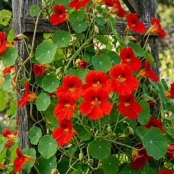 Capucine - Tropaeolum majus
