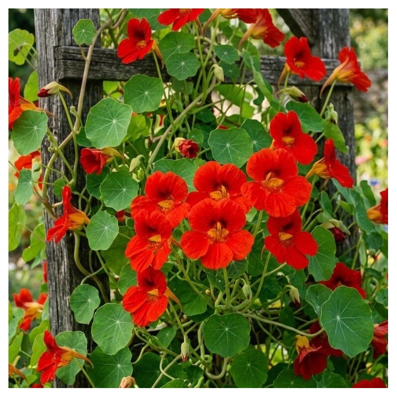 Capucine - Tropaeolum majus