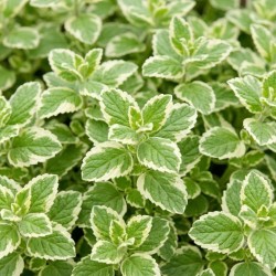 Menthe panachée - Mentha suaveolens 'Variegata'