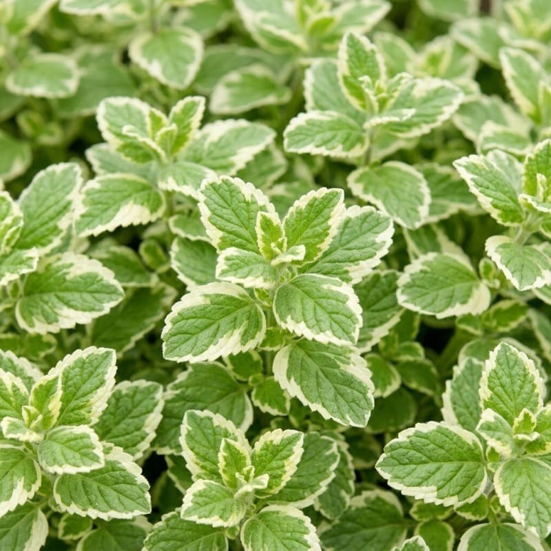 Acheter Menthe Panachée en godet – Plante aromatique à cultiver