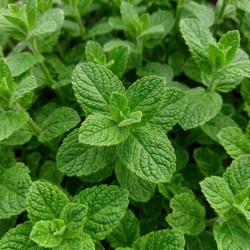 menthe ananas en godet plante aromatique