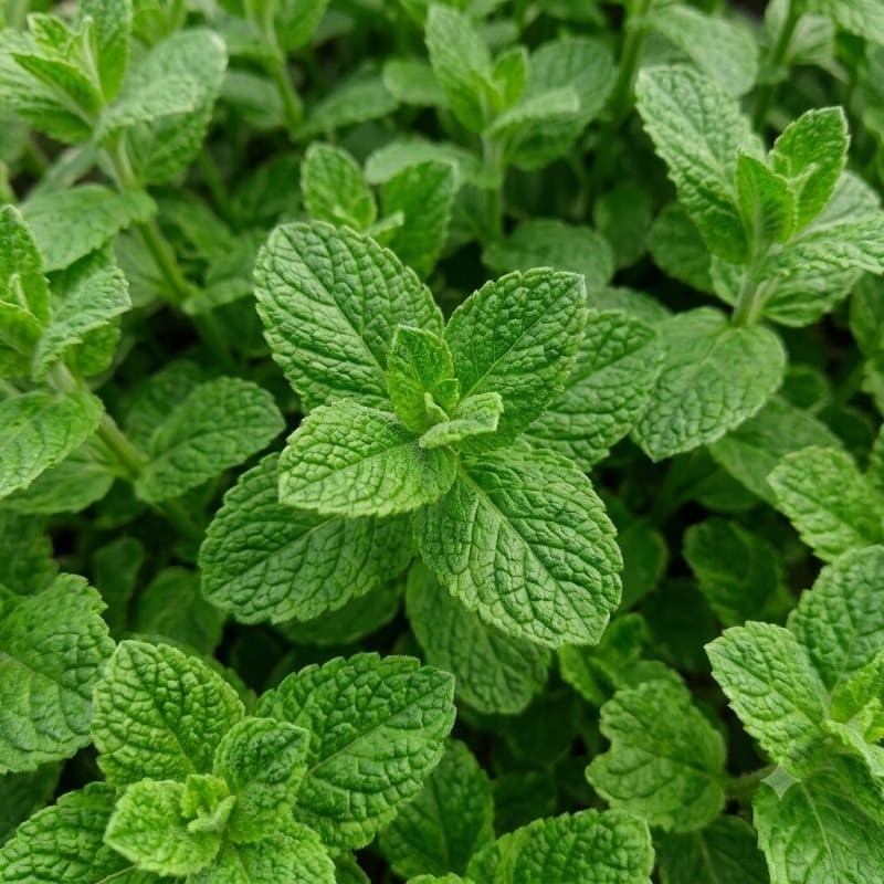 menthe ananas en godet plante aromatique