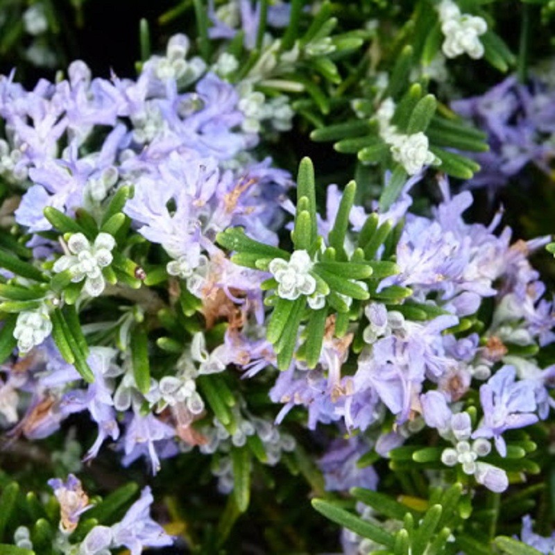 Acheter Romarin Pointe du Raz en godet – Plante aromatique à cultiver
