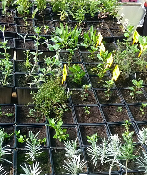 plante aromatiques et médicinales production