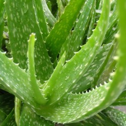 Aloe Vera perfoliata Bio