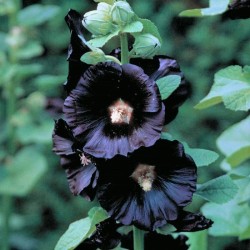 Rose trémière noire