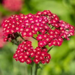 Achillée millefeuille rouge