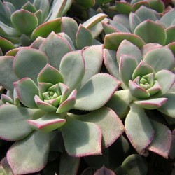 Echeveria - Aeonium Haworthii