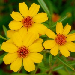 Tagète Lemmonii