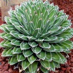 Agave 'Reine Victoria'