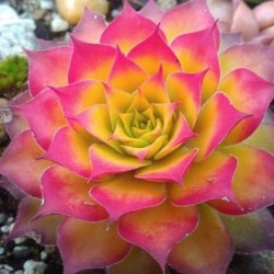 Sempervivum Chick Charms...
