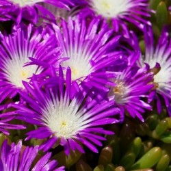 Delosperma Splendid