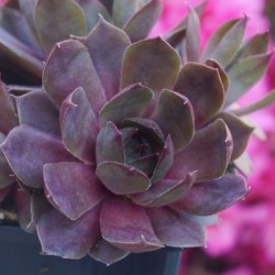 Sempervivum Chick Charms...