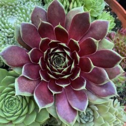 Sempervivum Colorockz...
