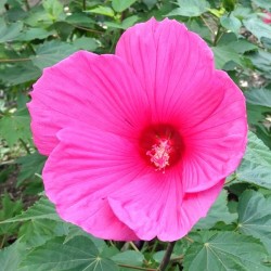 Hibiscus rose à grande fleurs