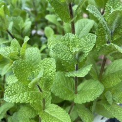 Menthe verte