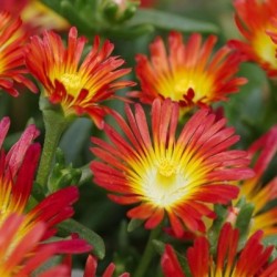 Delosperma Fire Wonder