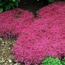 Thym Creeping Red