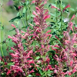 Agastache mexicaine rose...