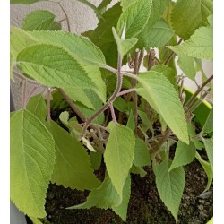 Plante doliprane
